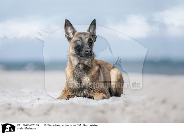 Malinois Rde / male Malinois / MAB-02107