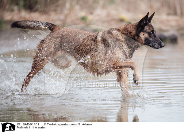 Malinois im Wasser / Malinois in the water / SAD-01301