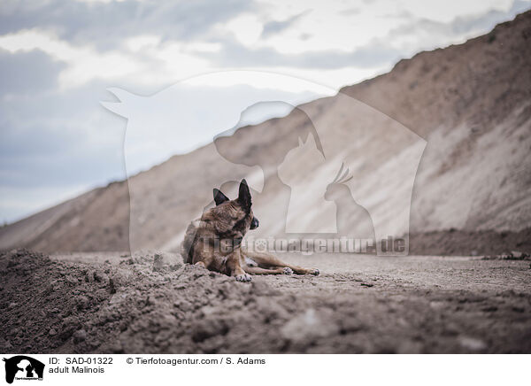 erwachsener Malinois / adult Malinois / SAD-01322