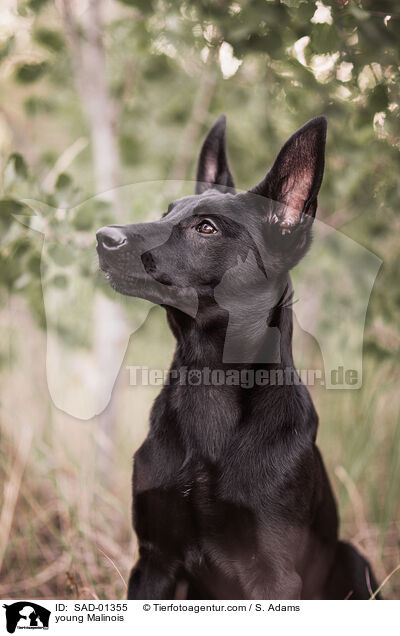 junger Malinois / young Malinois / SAD-01355