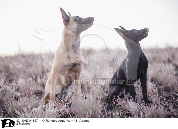 2 Malinois / 2 Malinois / SAD-01357