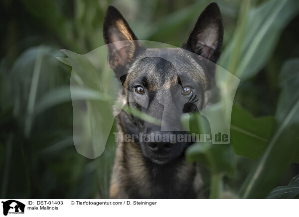 Malinois Rde / male Malinois / DST-01403