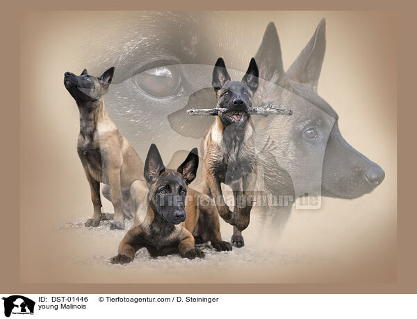 junger Malinois / young Malinois / DST-01446