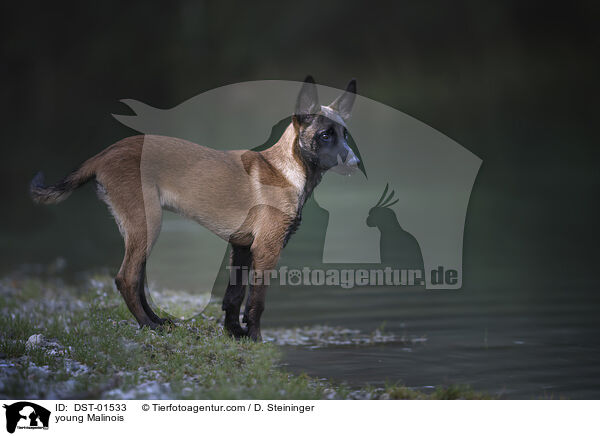 junger Malinois / young Malinois / DST-01533