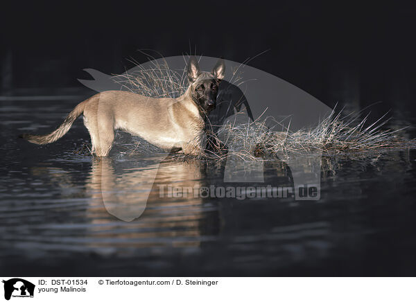 junger Malinois / young Malinois / DST-01534