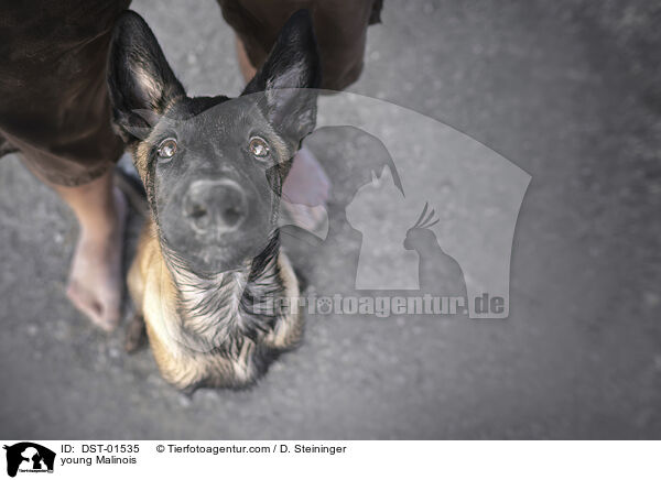 junger Malinois / young Malinois / DST-01535