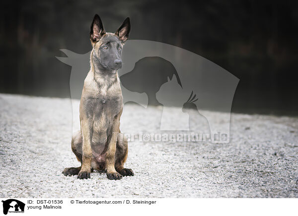 junger Malinois / young Malinois / DST-01536