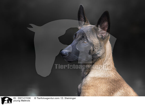 junger Malinois / young Malinois / DST-01538