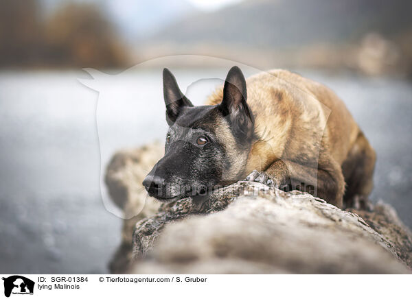 liegender Malinois / lying Malinois / SGR-01384