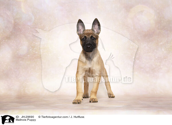 Malinois Welpe / Malinois Puppy / JH-29690