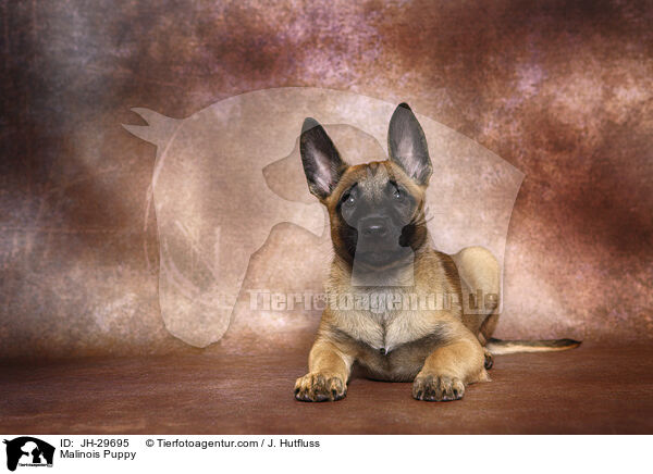 Malinois Welpe / Malinois Puppy / JH-29695