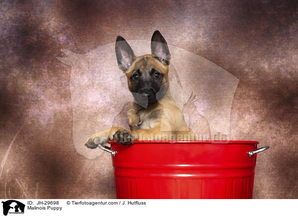 Malinois Welpe / Malinois Puppy / JH-29698