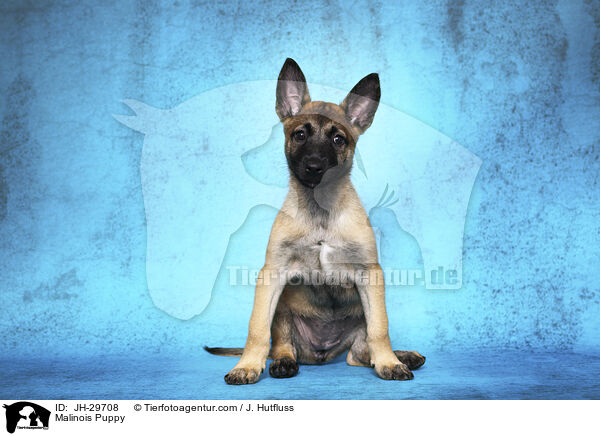 Malinois Welpe / Malinois Puppy / JH-29708