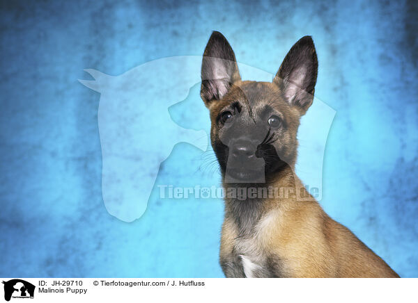 Malinois Welpe / Malinois Puppy / JH-29710