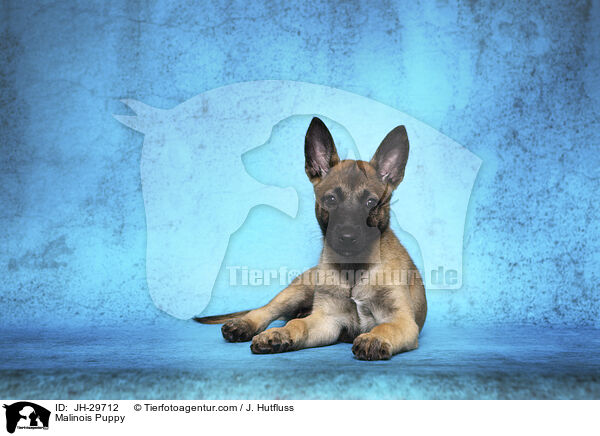 Malinois Welpe / Malinois Puppy / JH-29712