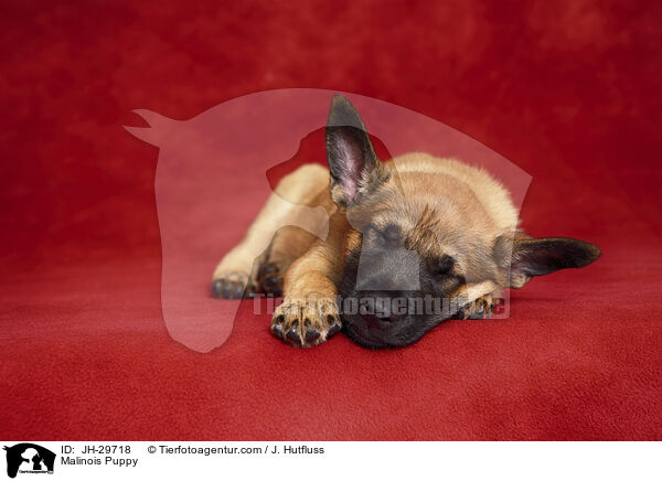 Malinois Welpe / Malinois Puppy / JH-29718