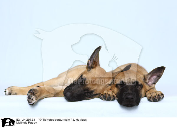 Malinois Welpe / Malinois Puppy / JH-29723