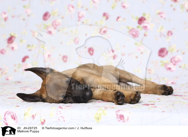 Malinois Welpe / Malinois Puppy / JH-29725