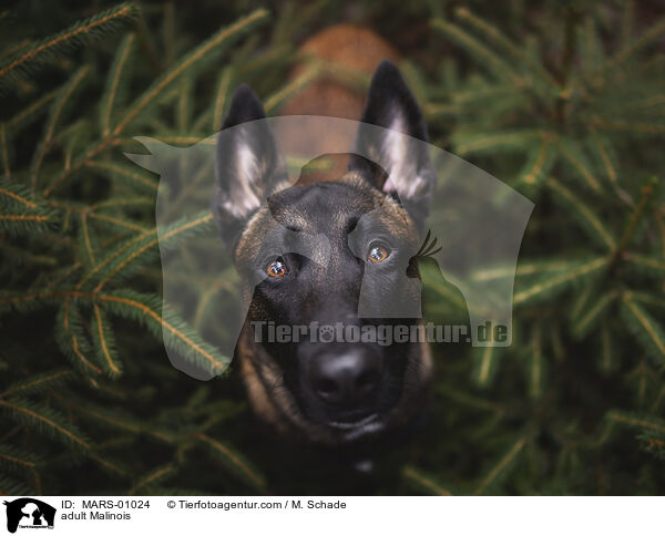 ausgewachsener Malinois / adult Malinois / MARS-01024