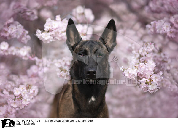 ausgewachsener Malinois / adult Malinois / MARS-01162