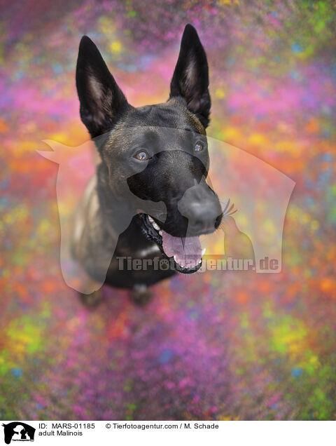 ausgewachsener Malinois / adult Malinois / MARS-01185
