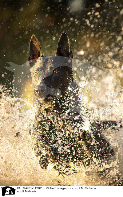 ausgewachsener Malinois / adult Malinois / MARS-01202
