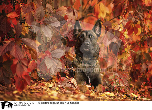 ausgewachsener Malinois / adult Malinois / MARS-01217