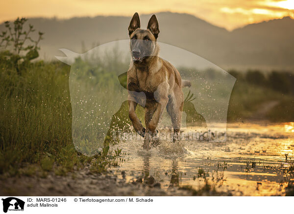ausgewachsener Malinois / adult Malinois / MARS-01246