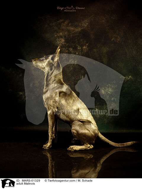 ausgewachsener Malinois / adult Malinois / MARS-01329