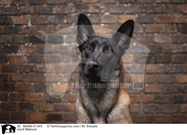 ausgewachsener Malinois / adult Malinois / MARS-01345