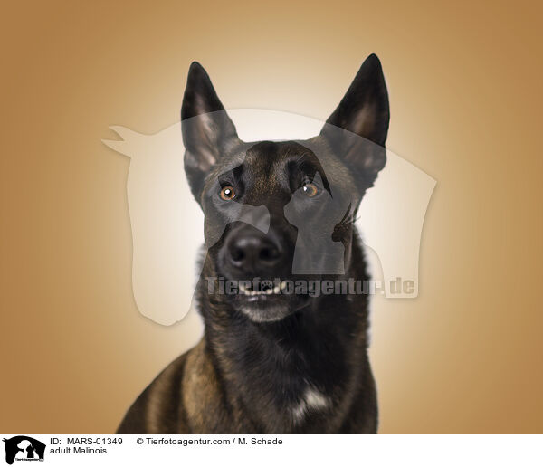 ausgewachsener Malinois / adult Malinois / MARS-01349