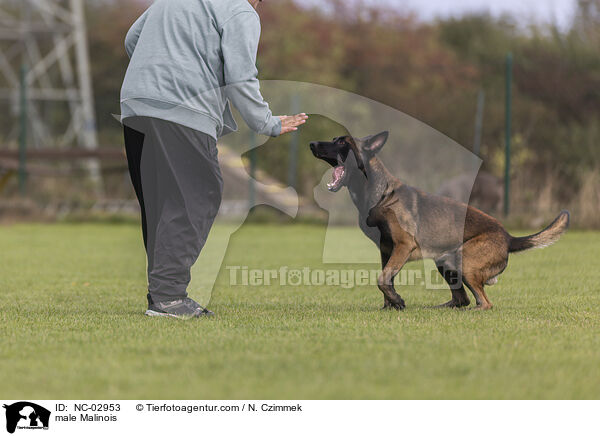 Malinois Rde / male Malinois / NC-02953