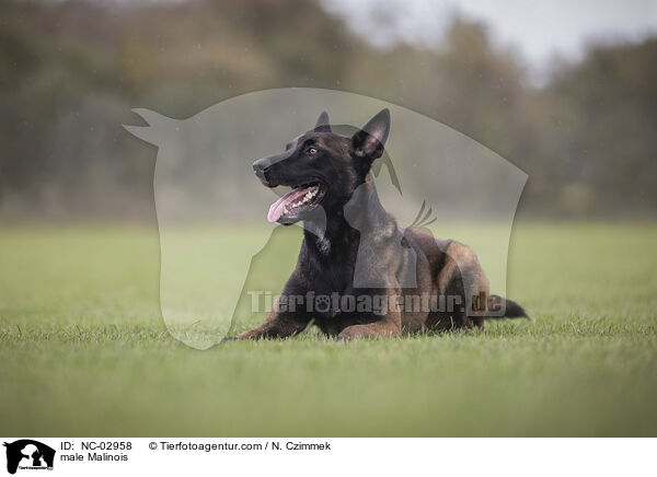 Malinois Rde / male Malinois / NC-02958