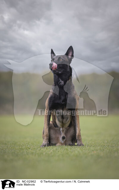 Malinois Rde / male Malinois / NC-02962