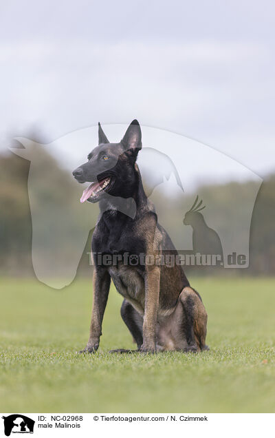 Malinois Rde / male Malinois / NC-02968