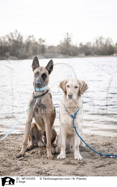 2 dogs / NP-03355
