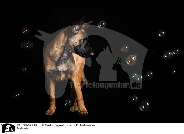 Malinois / Malinois / DH-02919