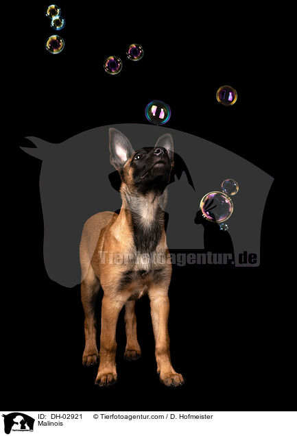 Malinois / Malinois / DH-02921