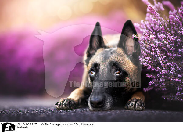 Malinois / Malinois / DH-02927