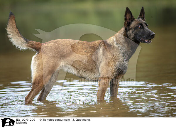 Malinois / Malinois / JQ-01209