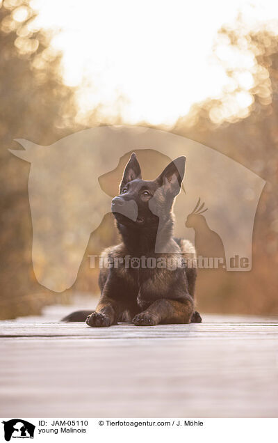 junger Malinois / young Malinois / JAM-05110