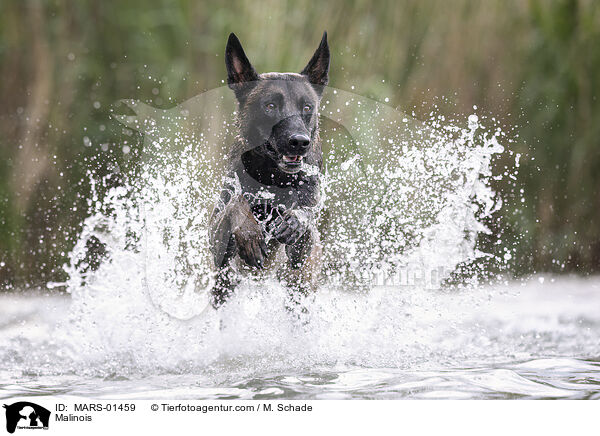 Malinois / Malinois / MARS-01459