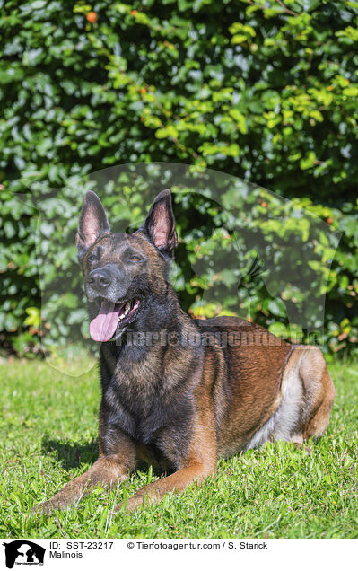 Malinois / Malinois / SST-23217