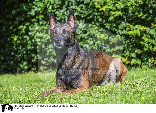 Malinois / Malinois / SST-23226