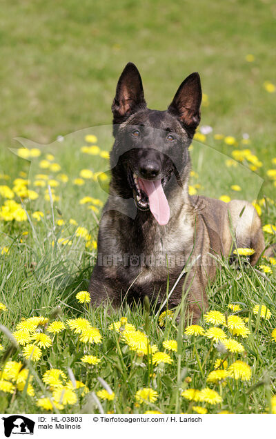 Malinois Rde / male Malinois / HL-03803