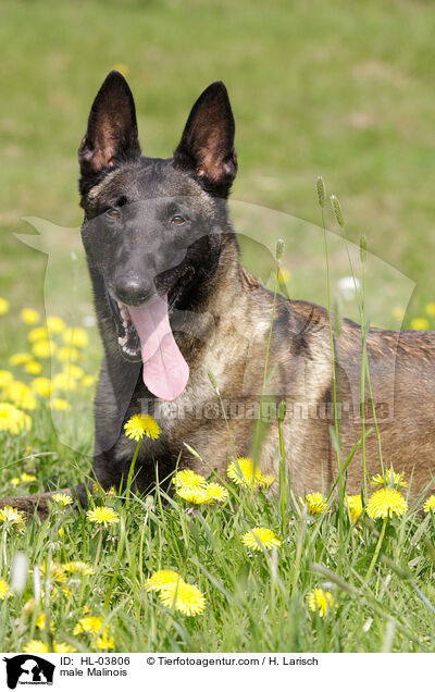 Malinois Rde / male Malinois / HL-03806