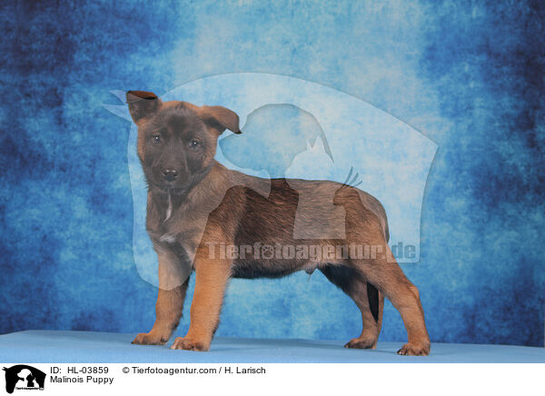 Malinois Puppy / HL-03859