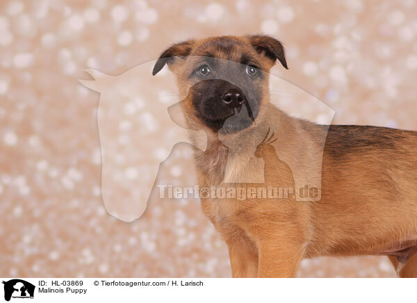 Malinois Welpe / Malinois Puppy / HL-03869