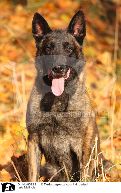 Malinois Rde / male Malinois / HL-03883