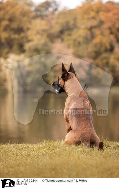 Malinois / JAM-05244